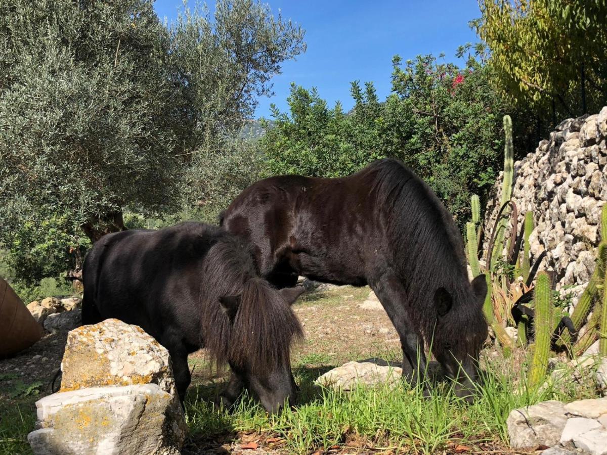 Vila Agroturismo Can Guillo Pollença Exteriér fotografie