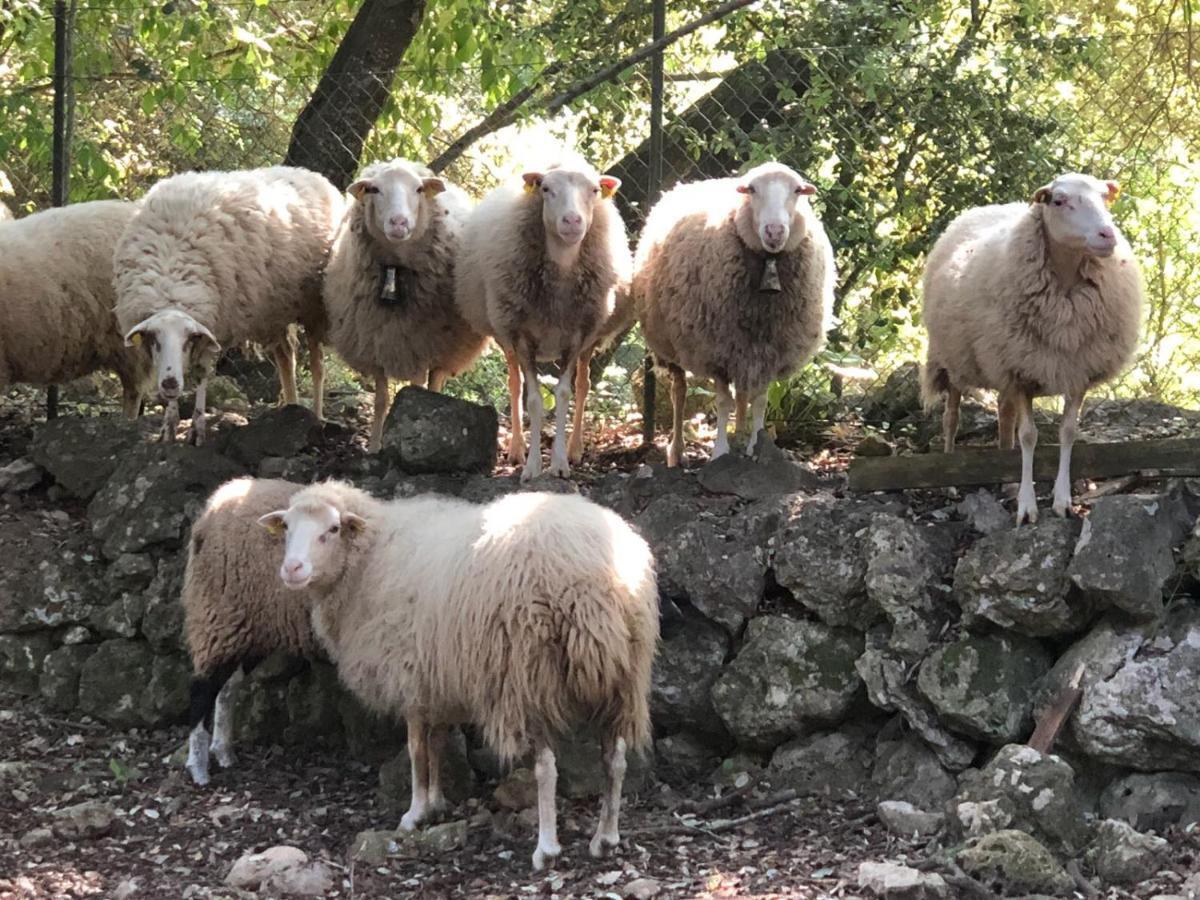 Agroturismo Can Guillo Pollença Exteriér fotografie