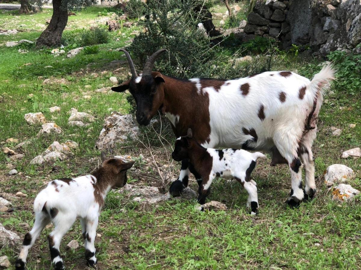 Vila Agroturismo Can Guillo Pollença Exteriér fotografie