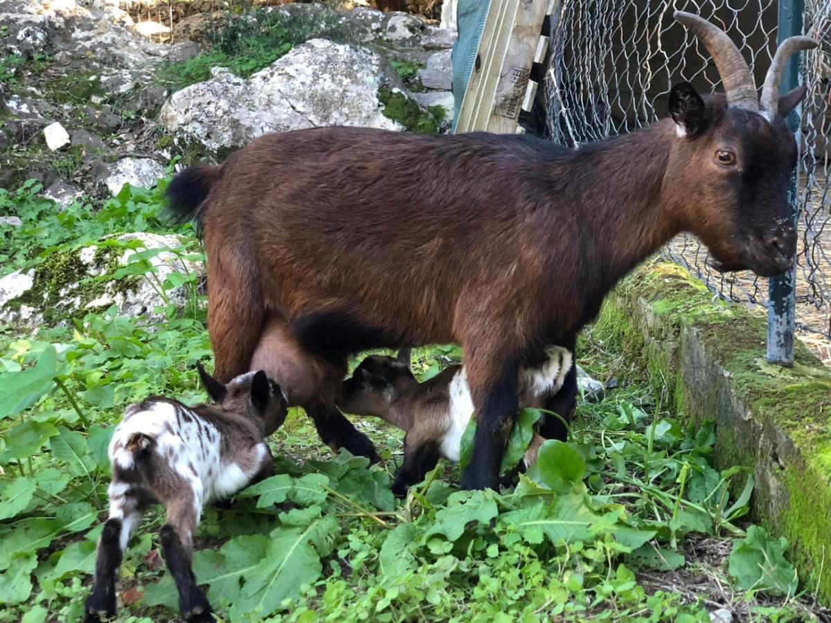 Vila Agroturismo Can Guillo Pollença Exteriér fotografie